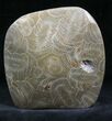 Polished Fossil Coral - Morocco #25714-2